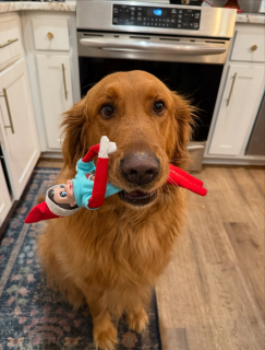 Just a little bit of life lately 😌🥰